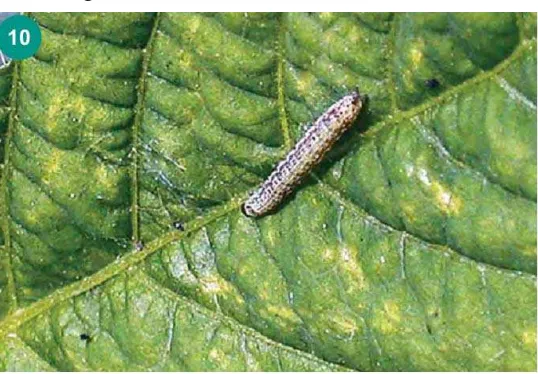 Gambar 10: Larva Spodopt era exigua  