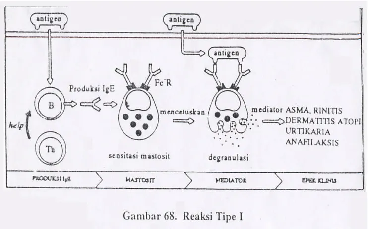 Gambar 3. Mekanisme Reaksi Hipersensitivitas Tipe I (Subowo, 1993).