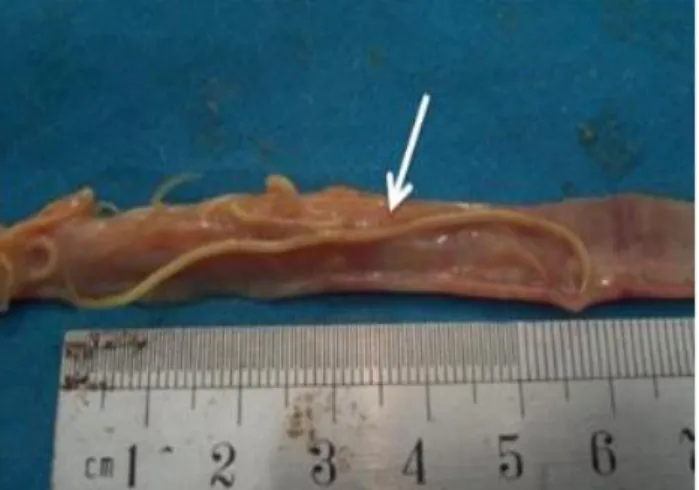 Gambar 3. Infeksi Ascaridia galli pada usus halus ayam kampung (panah putih)  menunjukkan gejala lesi hemoragik di mukosa usus (Alam et al., 2014)