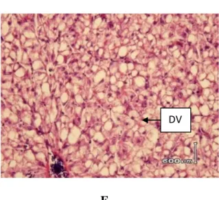 Gambar  6.  Jaringan  Hati  Lele  Dumbo  dengan  Pewarnaan  Haemotoxylin-Eosine  (Perbesaran  400x)