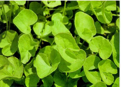 Gambar 1. Centella asiatica (L.) Urban (Anonim, 2009a)