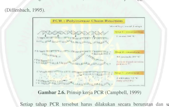 Gambar 2.6. Prinsip kerja PCR (Campbell, 1999)