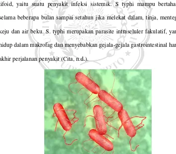 Gambar 2.1 Koloni Salmonella tiphymurium 