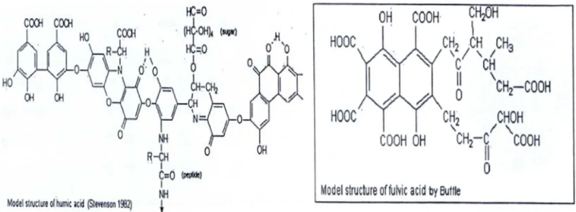Gambar 1. Model struktur Asam Humat dan Fulvat (Stevenson, 1982) 