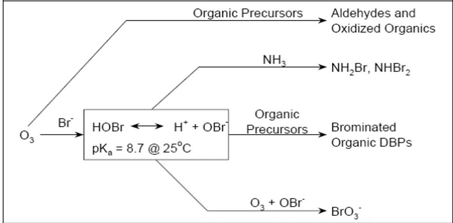 Gambar 1.  Skema pembentukan produk samping desinfeksi dengan ozon (USEPA, 1999)  Dari uraian di atas maka sebelum dilakukan proses desinfeksi maka diperlukan proses pendahuluan  untuk menyisihkan bahan organik alami yang terkandung dalam air sehingga dapa