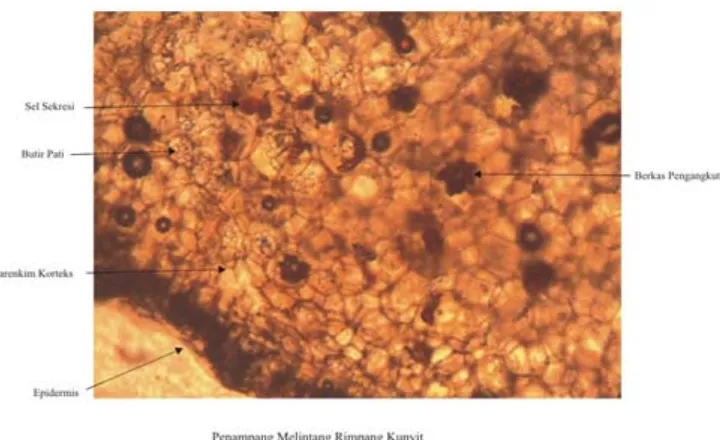 Gambar 3 merupakan gambar mikroskopik penampang melintang sampel 