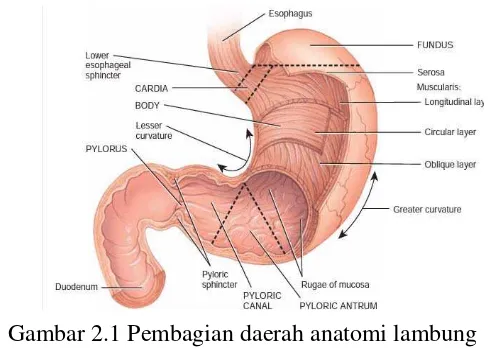 Gambar 2.1 Pembagian daerah anatomi lambung 