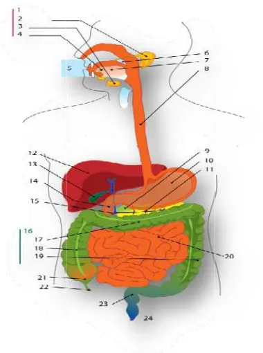 Gambar Parotis, 35. RonggaPankreasempedu, tebal / KKolon tuUmbai ca2. Diagram3. Submanda mulut, 6