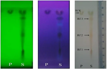 Gambar  1.  Kromatogram  Ekstrak  Daun  Kemangi  Setelah  Diuapi  Amonia.  Pengamatan    pada   sinar  UV  254  nm  (a);  Pengamatan pada sinar UV 366 nm (b); Pengamatan secara visibel (c); 