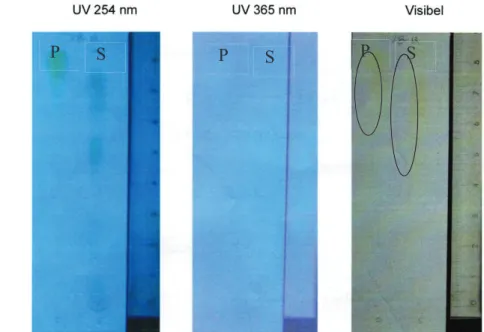 gambar    2.  Pengamatan  kromatogram  dibawah  sinar  UV  254  dan  365  nm  terlihat  bercak yang tidak begitu jelas