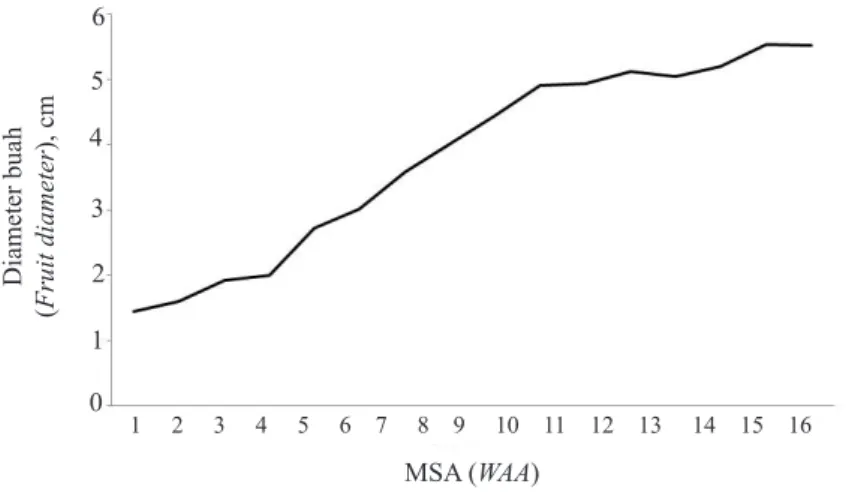 Gambar 2.  Pertumbuhan buah manggis pada umur 1-16 MSA (Development of mangosteen fruits in 1-16  WAA)