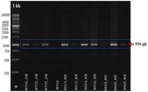 Gambar 1. Hasil Visualisasi DNA Target pada Gel Elektroforesis 