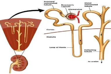 Gambar 2. Anatomi ginjal (Sukmarini, 2008)