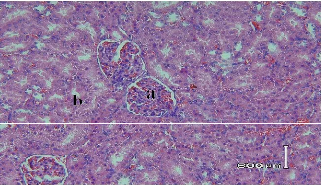 Gambar 3. Irisan melintang jaringan organ ginjal tikus betina galur Wistar pada 