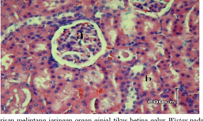 Gambar 5. Irisan melintang jaringan organ ginjal tikus betina galur Wistar pada 