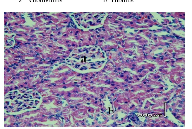 Gambar 6.   Irisan melintang jaringan organ ginjal tikus betina galur Wistar akibat 