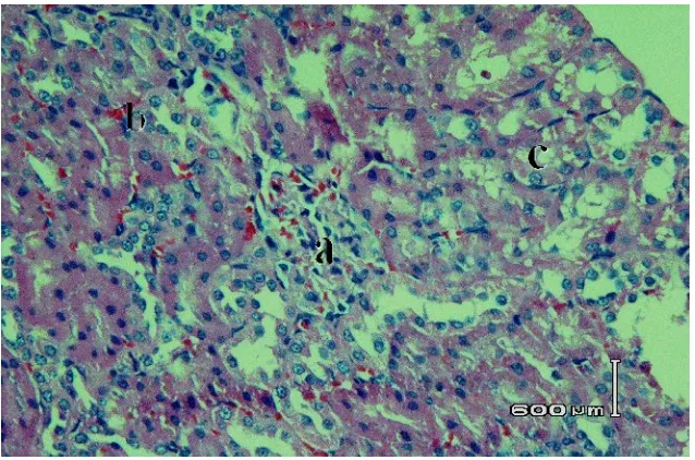 Gambar 9.   Irisan melintang jaringan organ ginjal tikus betina galur Wistar akibat pemberian sari wortel dosis 115 g/kg BB dengan perbesaran 400xmenggunakan pengecatan hematoksilin-Eosin.a.Glomerulus    b