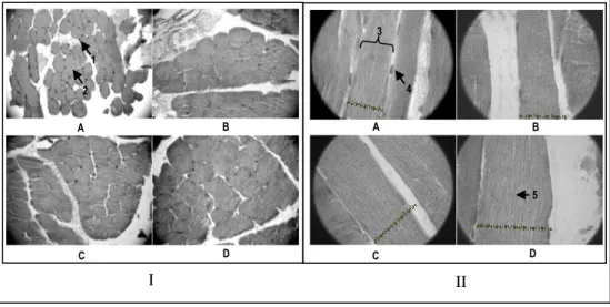 Gambar 1.   Fotomikrograf jaringan otot dengan pewarnaan  Haematoksilin Eosin  dari masing-masing perlakuan (I