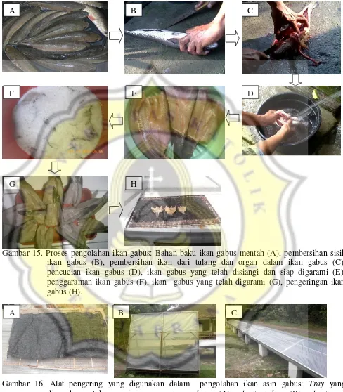 Gambar 16. Alat pengering yang digunakan dalam  pengolahan ikan asin gabus: Tray yang digunakan untuk pengeringan open air sun drying (A), solar tent dryer (B), solar tunnel dryer (C)