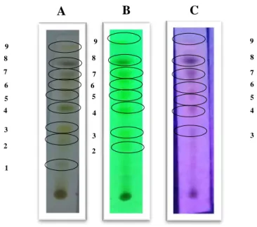 Gambar 5 KLT ekstrak etanol daun beluntas dengan fase gerak n-heksana:etil asetat (7:3) dilihat di  (a) sinar tampak, (b) sinar UV 254 nm,dan  (c) sinar UV 366 nm 
