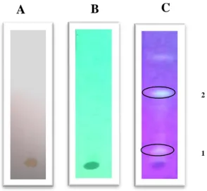 Gambar 7 KLT ekstrak etanol akar beluntas dengan fase gerak n-heksana:etil asetat 7:3 dilihat di  (a) sinar tampak, (b) sinar UV 254 nm,dan  (c) sinar UV 366 nm 