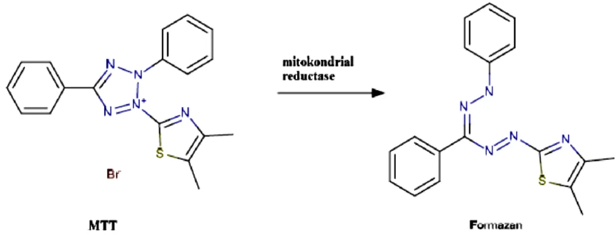 Gambar 1 Reaksi reduksi garam tetrazolium pada MTT menghasilkan kristal formazan 