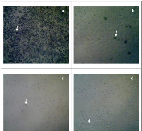 Gambar 1. Kristal formazan yang terbentuk pada sel T47D (a), Kematian sel akibat ekstrak pada  konsentrasi 800  μg/mL (b), Kematian sel akibat ekstrak pada konsentrasi 50 μg/mL (c), Morfologi 