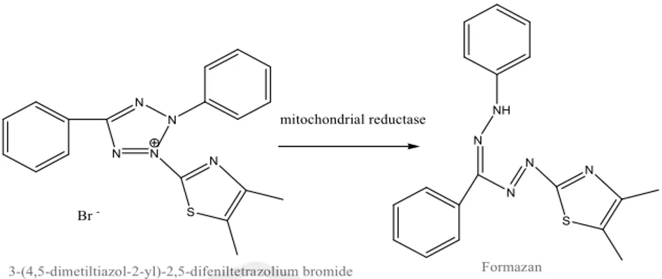 Gambar 2.2 Reaksi reduksi MTT (Mosman, 1983) 