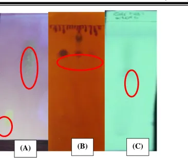 Gambar  1.  Hasil KLT yang menunjukkan adanya flavonoid yang ditandai terbentuk  warna  kuning  pada  sinar  tampak  setelah  diuapi  dengan  amoniak  (A),   bercak  berwarna  merah  coklat  setelah  disemprot  dengan  pereaksi  Dragendorf  (B),  bercak  m