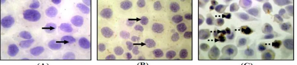 Gambar 2. Efek Perlakuan Ekstrak Etanolik Herba Ciplukan (EHC) terhadap Ekspresi Protein p53  pada  Sel  HeLa