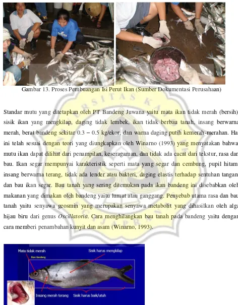 Gambar 13. Proses Pembuangan Isi Perut Ikan (Sumber Dokumentasi Perusahaan) 