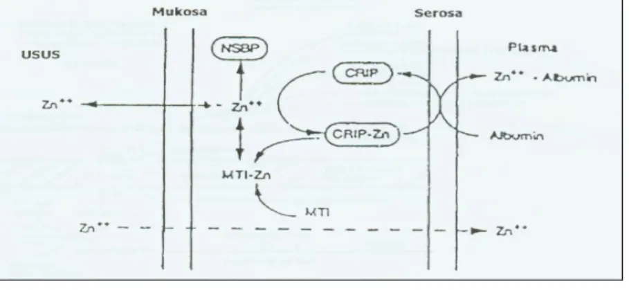 Gambar 1. Absorbsi seng  32