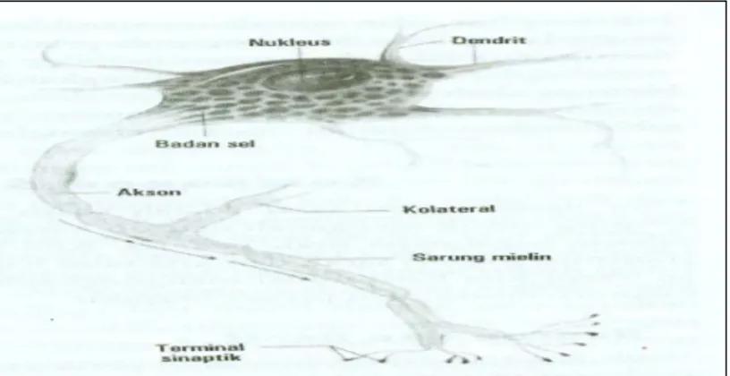 Gambar 6.  Diagram skematik  neuron  46