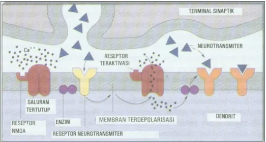 Gambar  8. Pelepasan NMDA dan LTP  45   