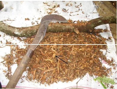 Gambar 1. Kulit batang asam jawa (Tamarindus indica Linn.)