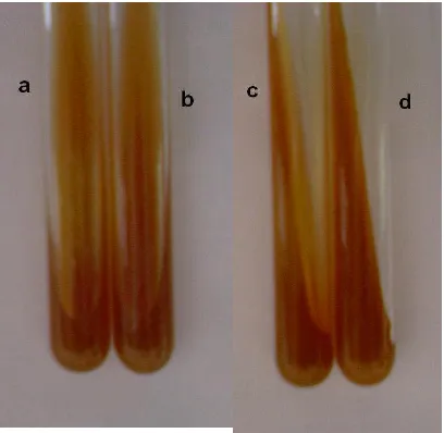 Gambar 16. Uji indol