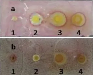 Gambar 2. Kromatogram ekstrak kloroform daun  belawan putih dengan eluen   diklorometana-metanol 10-1 penampak noda serium (a) dan  bioautogram ekstrak kloroform dengan bakteri  uji S