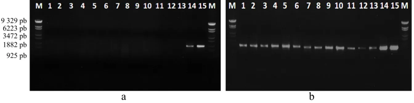Gambar 3 Amplifikasi sampel yang diduga terinfeksi fitoplasma menggunakan dua primer. a,  Primer P1/P7; dan b, Primer R16F2n/R16R2