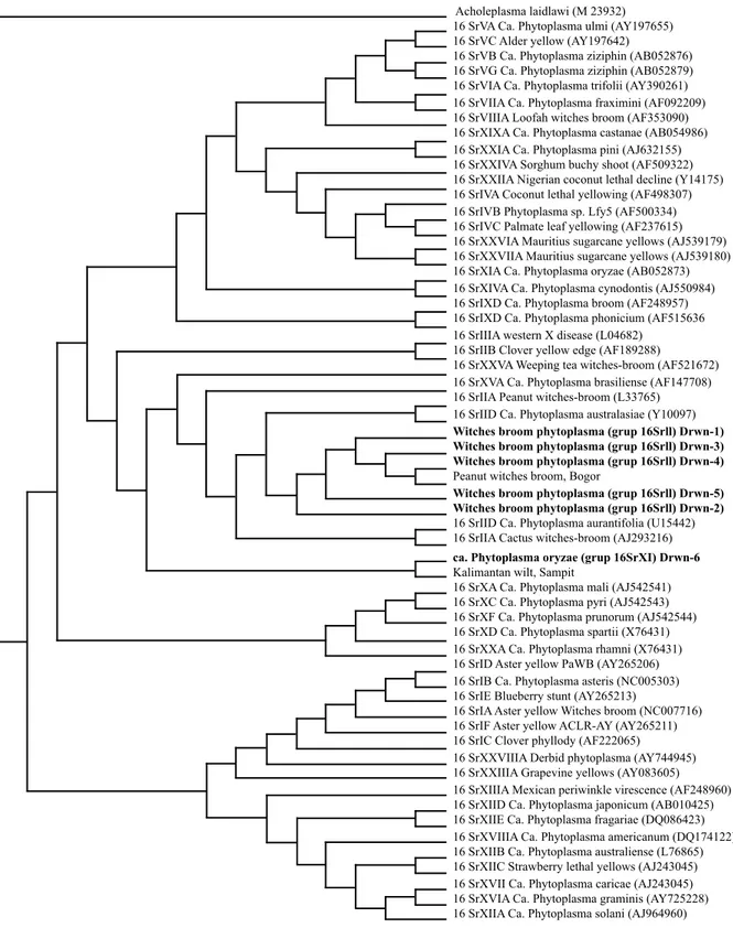 Gambar  4  Pohon  filogenetika  fitoplasma  sampel  dari  kelapa  di  Pulau  Derawan  terhadap  galur  fitoplasma dari setiap grup berdasarkan 16S rRNA (Hodgets dan Dickinson 2010) yang  tersimpan di GenBank menggunakan program PAUP 4.0 dengan nilai bootst