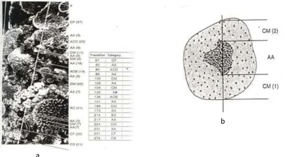 Gambar 2.  Aplikasi  metode  transek  garis    LIT    (a)  contoh  penerapan  metode  LIT    (b)  penilaian  kondisi karang jika tertutupi alga (English, 1997) 