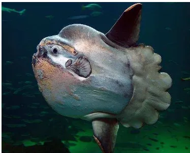 Gambar 1.1 Ikan Mola-mola atau ikan matahari 