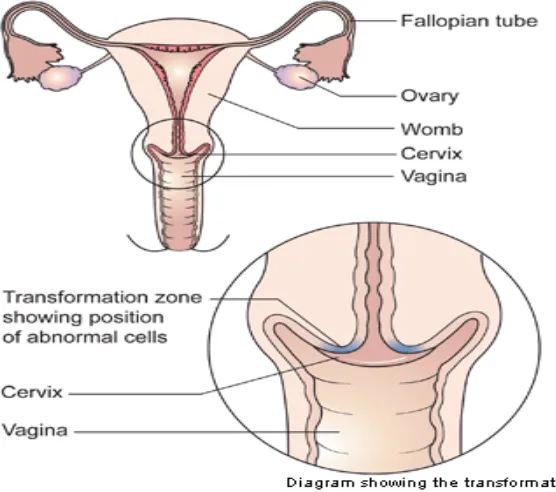 Gambar 1. Organ Reproduksi Wanita (Anonim, 2009) 