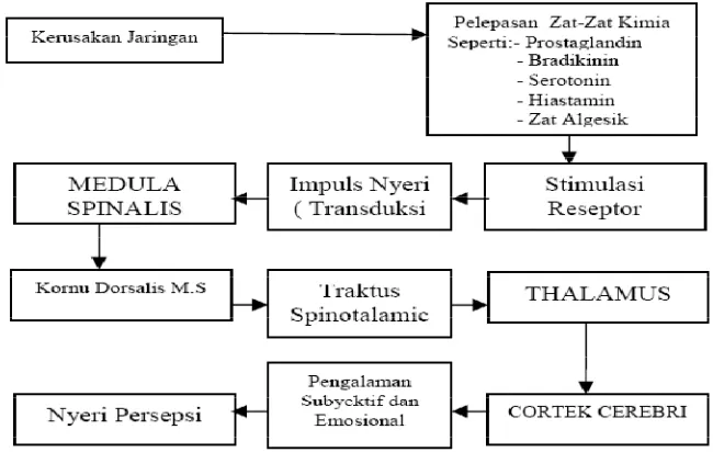 Gambar 2. Skema patofisiologi nyeri pada kanker serviks (Suwiyoga, 2005) 