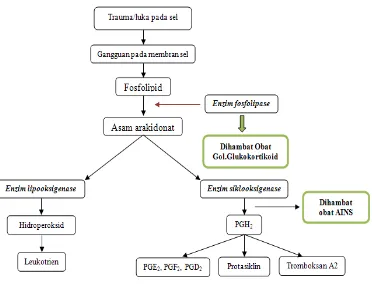 Gambar 3. Biosintesis prostaglandin 