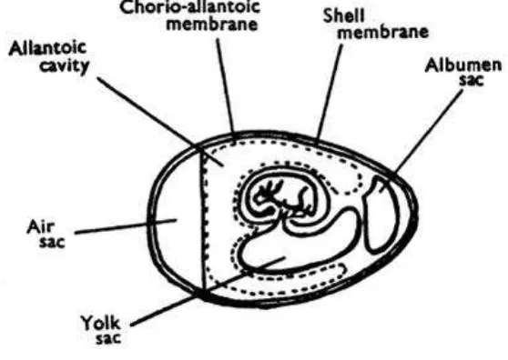 Gambar 6. Perkembangan embrio unggas (Anonim, 2003) 