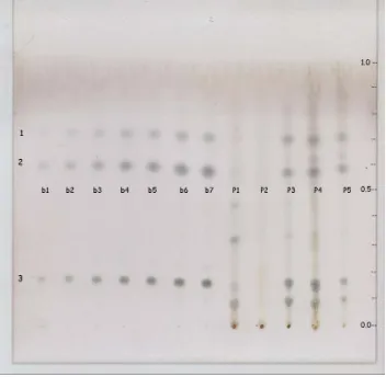 Gambar 9. Hasil kromatogram baku TECA dan ekstrak herba pegagan hasil maserasi pada suhu 300C dideteksi dengan pereaksi semprot Liebermann-Burchard 
