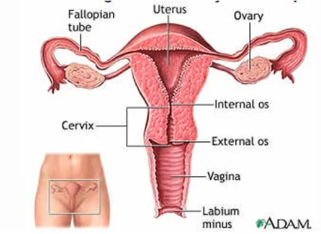 Gambar 1. Alat reproduksi wanita