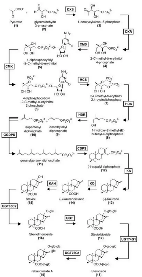 Gambar  3. Biosintesis stevioside pada Tanaman Stevia rebaudiana. 6