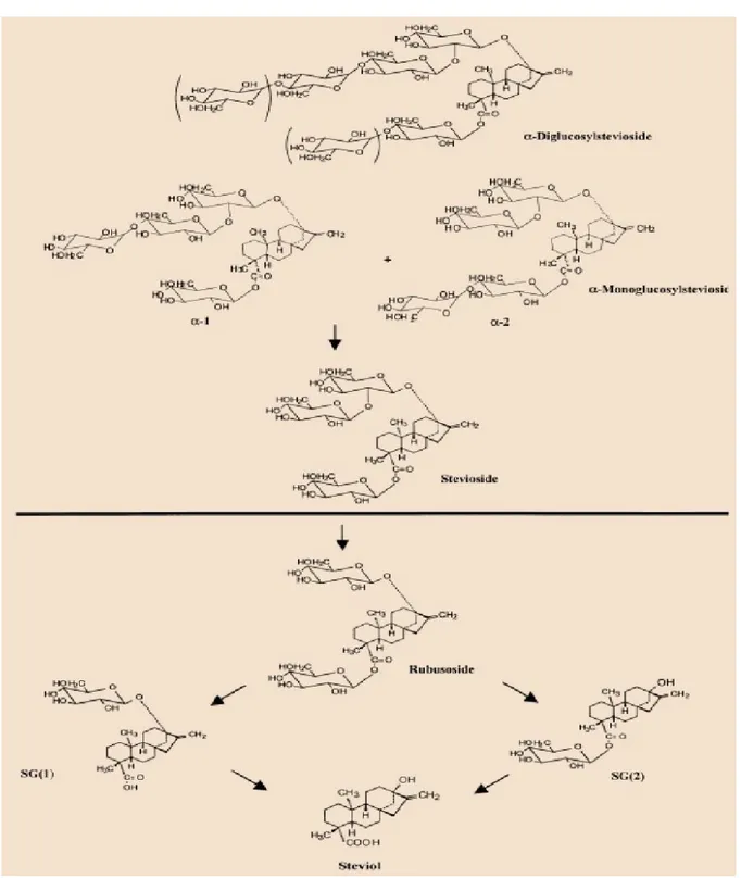 Gambar  5. Metabolisme Stevioside oleh Mikroba pada Usus Manusia 7