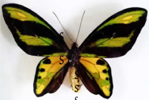 Gambar 2. Kupu-kupu ornitoptera 